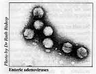 Enteric adenoviruses