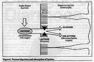 Figure 1: Normal digestion and absorption of lactose. 