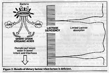 Figure 2: Results of dietary lactose when lactase is deficient. 
